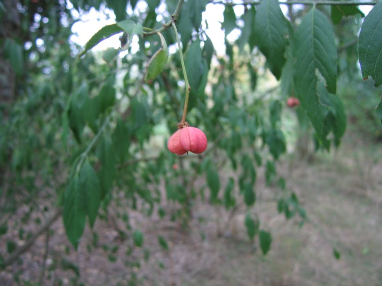 Euonymus europaeus